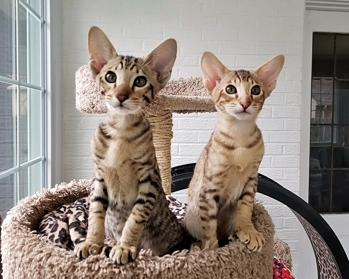Two Oriental Kittens